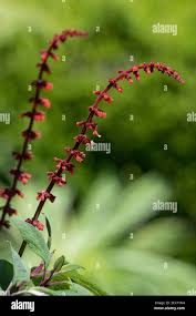 Image result for Acanthopale confertiflora