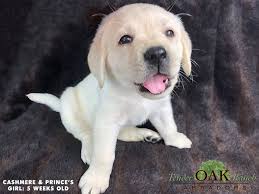 Pure White Labrador Puppies On Sale Labrador Puppies For Sale Labrador Puppy White Labrador Puppy
