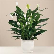 Funeral flowers and floral arrangements from ftd not only pay tribute to the departed, but show your love and support for the brokenhearted as well. Sympathy Plants Funeral Plant Arrangements For Delivery Ftd
