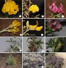 Image result for Priva curtisiae