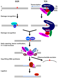 Pretrained ner models purposely kept entity types generic (e.g. Nucleotide Excision Repair In S Cerevisiae Intechopen