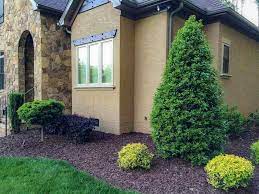 Remove dead growth, broken and crossing branches, and lightly shape as needed. How To Prune Holly Trees Plantingtree