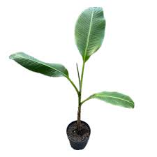 Image result for Musa paradisiaca