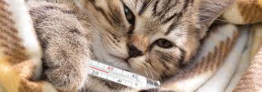 Cat flu is most common in young kittens, elderly cats, animals kept in crowded conditions such as a shelter, and stressed or immunocompromised cats. Can Cats Catch The Flu Or A Cold Hill S Pet
