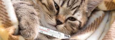 Cat flu is most common in young kittens, elderly cats, animals kept in crowded conditions such as a shelter, and stressed or immunocompromised cats. Can Cats Catch The Flu Or A Cold Hill S Pet