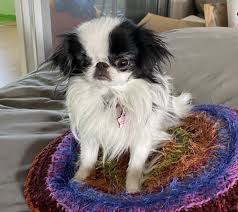 pin by 𝓼𝓪𝓼𝓪 on other animal lover pup animals