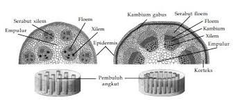 Hubungan Antara Bentuk Dan Fungsi Jaringan Pada Tumbuhan Pustaka Belajar