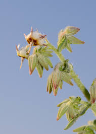 Image result for Trichodesma