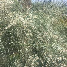 Image result for Retama monosperma