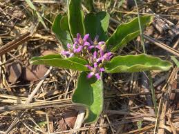 Image result for Raphionacme