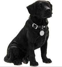 Black Labrador All About Labrador Retriever Black Labrador Dog Labrador Dog Black Labrador