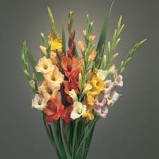 Image result for Gladiolus bellus