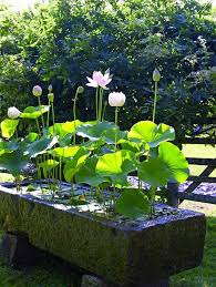 Jardins Jardin The Most Comprehensive Event About Gardens Is Starting Again This June Exterio Indoor Water Garden Aquatic Garden Water Features In The Garden