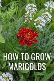 How to plant marigolds from seeds. How To Grow Marigolds From Seed