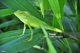 Image result for Urochloa jubata