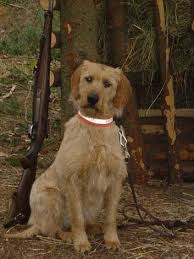 Image result for štýrský brakýř