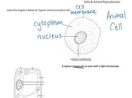 We did not find results for: Plant And Animal Cells And Cell Structures Youtube