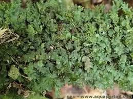 Image result for Didymoglossum erosum