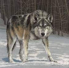 Fabrizio Caforio Loup Wolf Pictures Wolf Wallpaper Wolf Art