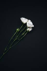 Black and white flower stock photos and images. Hd Wallpaper Three White Roses Flatlay Black Background Flower White Flower Wallpaper Flare