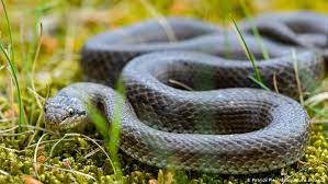 Snake is any of the numerous elongate, limbless, scaled, carnivorous reptiles comprising the suborder serpentes (or ophidia) of the order squamata. Germany Tesla Site Blocked Twice In One Week Over Hibernating Snakes And Lizards News Dw 10 12 2020