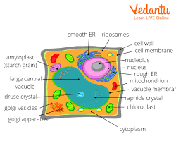 Ribosome in a cell