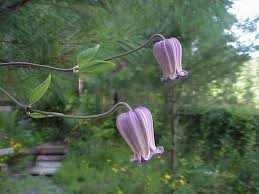 One type that sports pink flowers bears the cultivar name of dr. Netleaf Leather Flower Sharons Florida