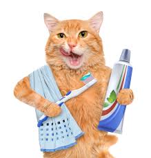 To test the hypotheses that systemic health indices would be correlated with the severity of periodontitis, and would improve with treatment. Cat Dental Care Cat Teeth Cleaning The London Cat Clinic