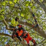2026 NJ Tree Climbing Competition