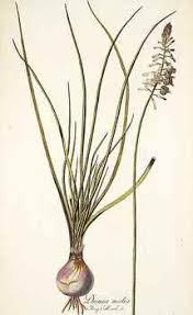 Image result for Drimia calcarata