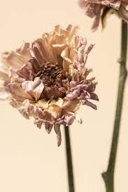 Download Premium Image Of Dried Chrysanthemum Flower On A Beige Background Chrysanthemum Flower Beige Background Flowers