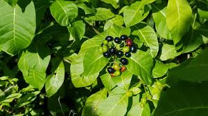 Image result for Rauvolfia mannii