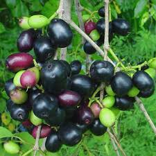 Image result for Syzygium cumini