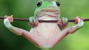 images?q=tbn:ANd9GcQINj4g-EcEE479B0d0BKj