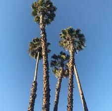 Pin By Jayne Barnes On Palm Tree Obsession California Dreaming Palm Trees Palm