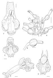 Image result for Blotiella bouxiniana