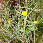 Image result for Pentzia incana