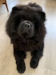 Big Black And White Fluffy Dog Follow Black Betty The Chow Chow On Insta Black Chow Chow Chow Chow Dog Puppy Chow Chow Puppy