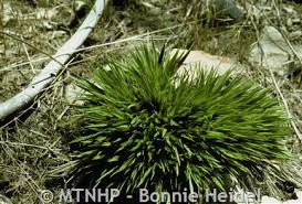 Image result for Panicum monticola