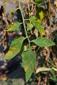 Image result for Septoria leaf spot of tomato