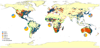 Image result for Eragrostis humidicola