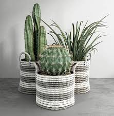 Free 3d Models Cactus Set Anna Fedyukina Cactus Plants Cactus Flower