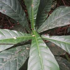 Image result for Corynanthe