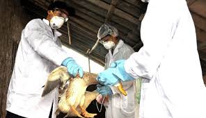 A rússia informou que seus cientistas detectaram o primeiro caso mundial de transmissão da cepa h5n8 da gripe aviária de pássaros para humanos. Russia Detetado Primeiro Caso De Estirpe De Gripe Das Aves Em Humanos