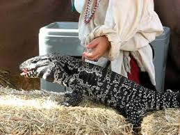 Argentine Black And White Tegu Eating Grubs Youtube While it is true that tegus can tolerate cooler temperatures, for proper health and digestion, daytime temperatures should.