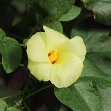 Image result for Gossypium barbadense