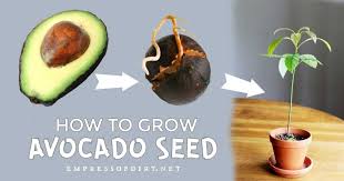 Forget The Toothpicks This Is The Easy Way To Grow Avocado From Seed In 2020 Grow Avocado Avocado Plant Avocado Seed