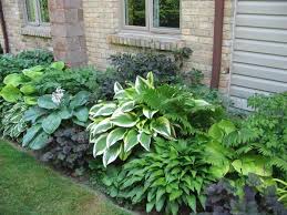 Hosta Garden Ideas 10 Shade Plants Shade Garden Shadow Plants