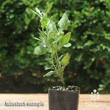 Image result for Rhagodia