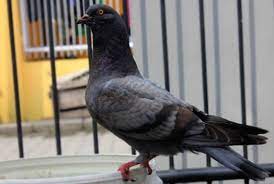 Check spelling or type a new query. 15 Cara Melatih Merpati Balap Agar Cepat Dan Terbang Tinggi Arenahewan Com